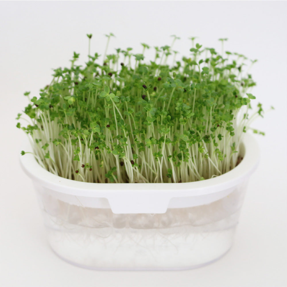 スプラウト・植物
